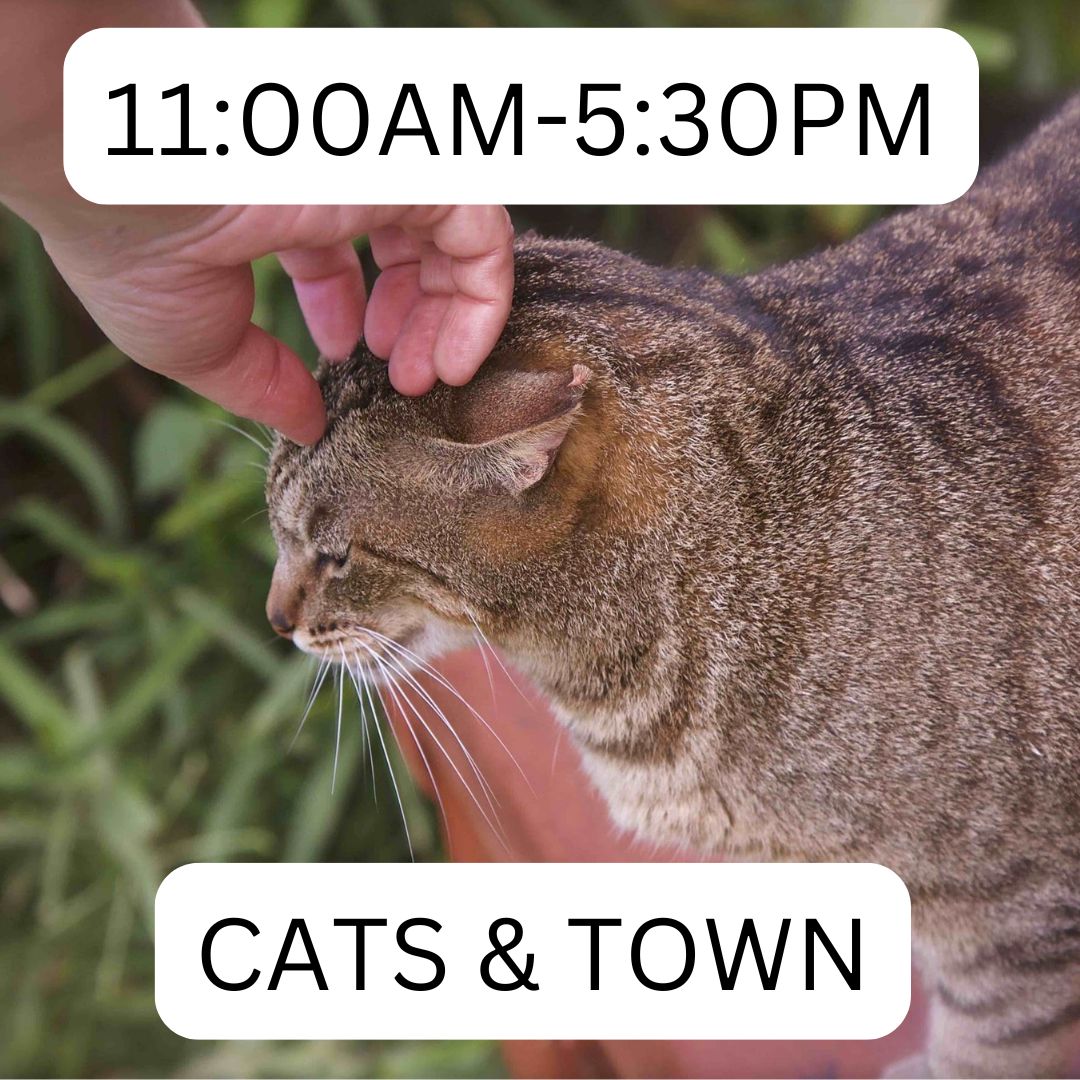 Thumbnail pic of petting a tabby cat & Lost on Lanai day trip itinerary